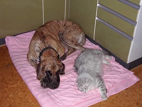 Grand danois Chanél - Best friends... billede 4