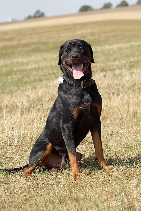 Rottweiler Tiny *18-12* - *Nyt* Tosafoto  billede 2