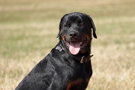 Rottweiler Tiny *18-12* - *Nyt* Tosafoto  billede 3