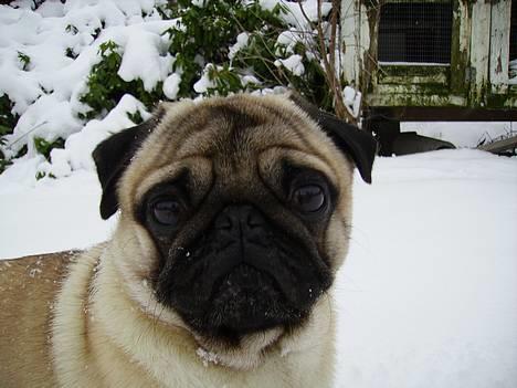 Mops Harry - Her er lille Harry! billede 1