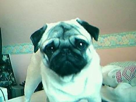 Mops Harry - Harry!! billede 2