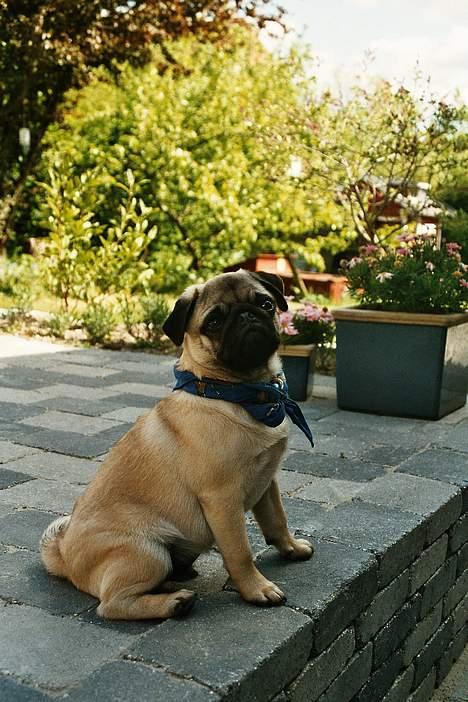 Mops Harry - Lille Harry i skyggen! billede 3