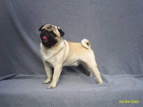 Mops Harry - Der er han sørme igen!! billede 4