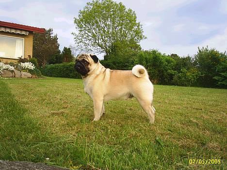 Mops Harry - Smukke Harry <33 billede 5