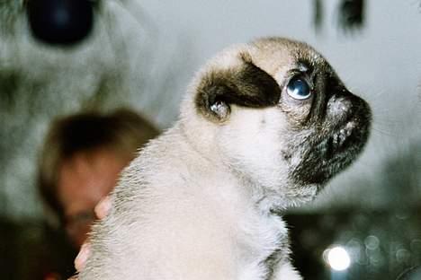 Mops Harry - det er harry da han var helt lille!! billede 6