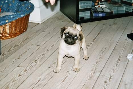 Mops Harry - det var da jeg lige havde fået ham!! billede 7