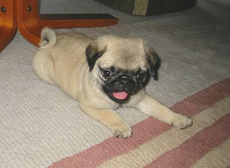 Mops Harry - Harry da han var en lille hvalp!! billede 8