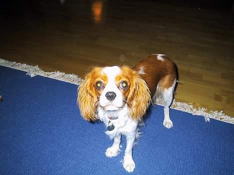 Cavalier king charles spaniel  - Poggi - Nyeste Billede billede 1