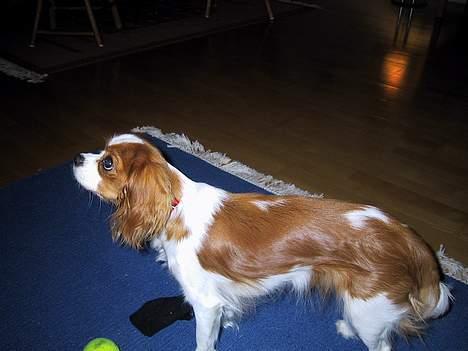 Cavalier king charles spaniel  - Poggi - Nyeste billede billede 2