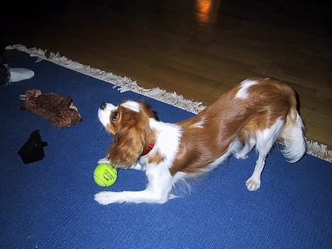 Cavalier king charles spaniel  - Poggi - Nyeste billede billede 3