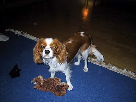 Cavalier king charles spaniel  - Poggi - Nyeste billede billede 4