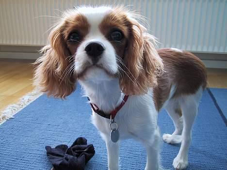 Cavalier king charles spaniel  - Poggi - Da hunden var ung :p billede 6