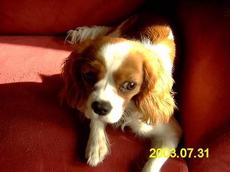 Cavalier king charles spaniel  - Poggi - Da hunden var ung :p billede 7