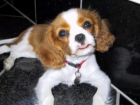 Cavalier king charles spaniel  - Poggi - Da hunden var ung :p billede 5