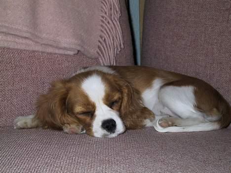Cavalier king charles spaniel  - Poggi - Da hunden var ung :p billede 8