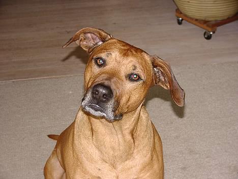 Rhodesian ridgeback Libaax (løve på Somalisk) - sorry, hvad sagde du............? billede 1