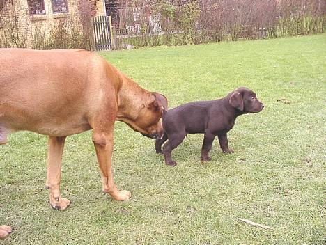 Rhodesian ridgeback Libaax (løve på Somalisk) - troede lige det var en han................... men den tisser da som en tæve ;-) billede 4