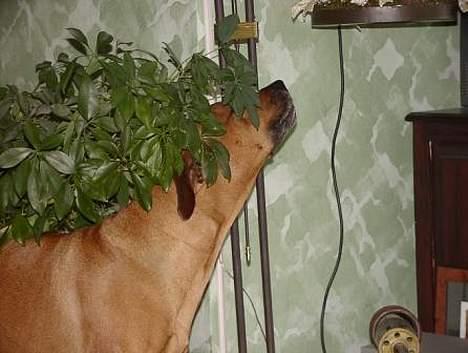 Rhodesian ridgeback Libaax (løve på Somalisk) - Findes der noget bedre end at tørre øjne i mors planter.............? det er bare så fedt. billede 5