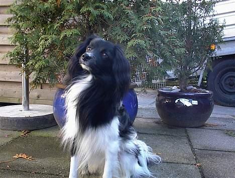 Blanding af racer Walde - Jeg sidder lige og hygger mig ude i haven billede 1