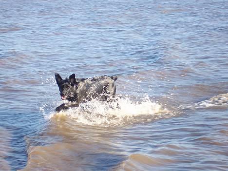 Labrador retriever Molly - Skøre hund :) billede 6