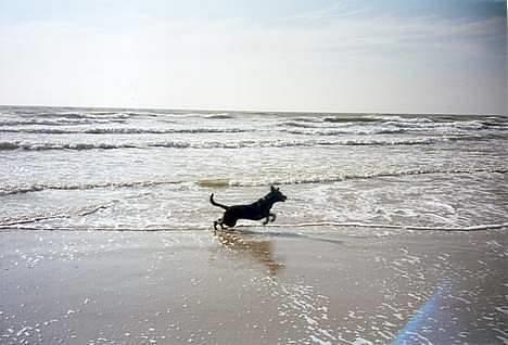 Labrador retriever Molly - Min dejlige lille vandhund billede 10