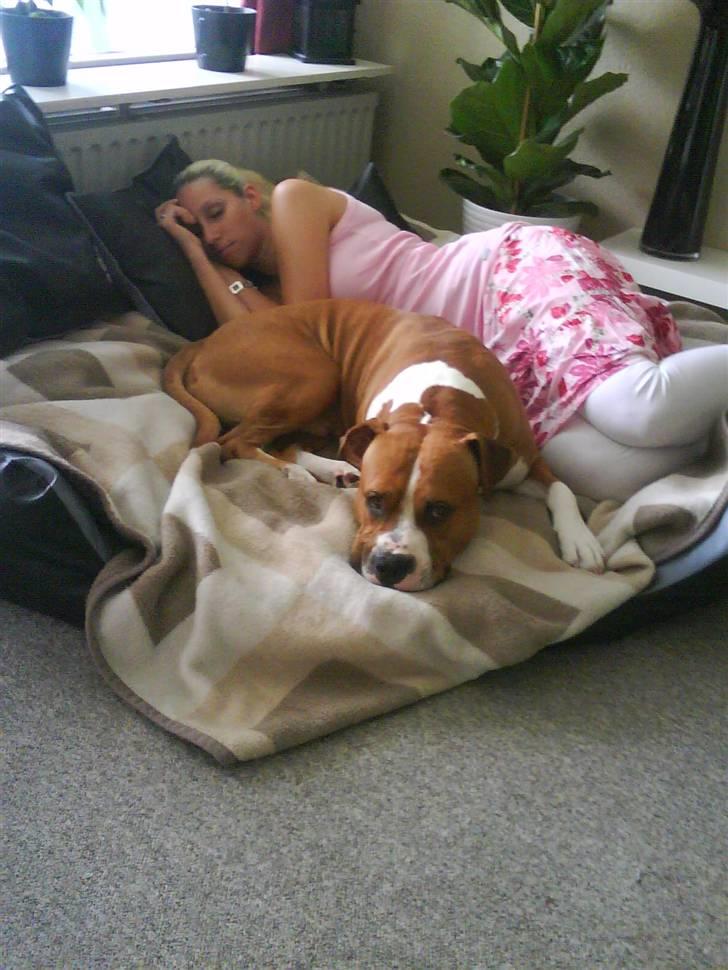 Amerikansk staffordshire terrier Armani A.K.A. "Sheriffen" - Min store kurv som er stor nok til at mor også kan ligge sammen med mig billede 3