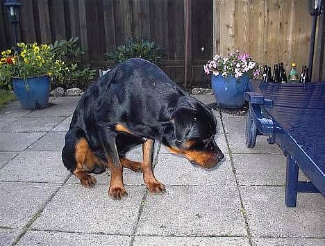 Rottweiler Zacho - Er der noget under stolen Zacho ? billede 2