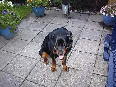 Rottweiler Zacho - Zacho er du lidt tørstig ? Det tror jeg da ... billede 3