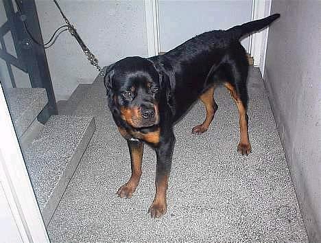 Rottweiler Zacho - Jeg tror han er ved at miste tolmodigheden ... Nu vil han vist gerne hjem ! .. Kom så Far ! billede 5