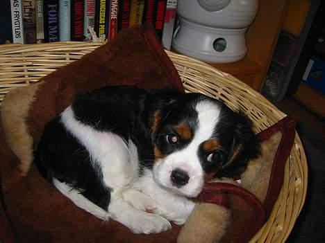 Cavalier king charles spaniel Thyholm´s Diamond Daisy billede 1