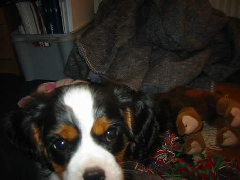 Cavalier king charles spaniel Thyholm´s Diamond Daisy billede 2