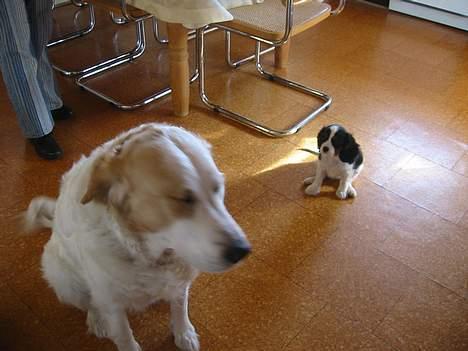 Cavalier king charles spaniel Thyholm´s Diamond Daisy billede 3