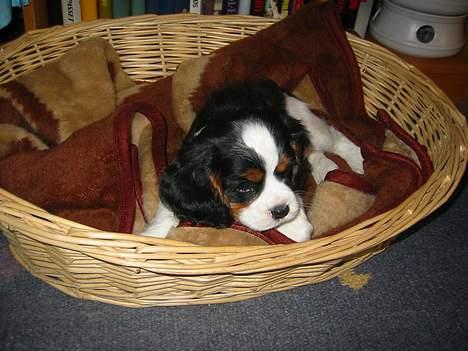 Cavalier king charles spaniel Thyholm´s Diamond Daisy billede 5