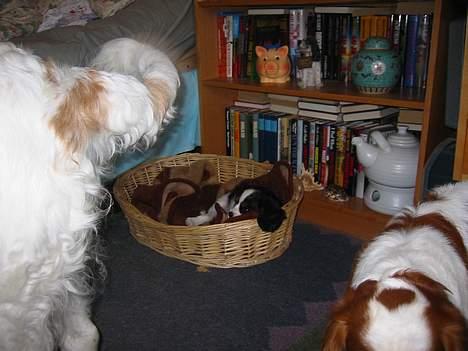 Cavalier king charles spaniel Thyholm´s Diamond Daisy billede 4