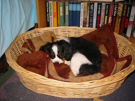 Cavalier king charles spaniel Thyholm´s Diamond Daisy billede 8