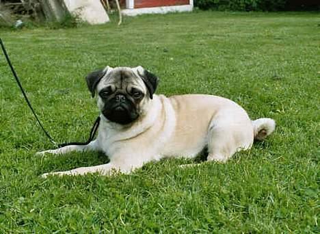 Mops Harry - Harry <33 billede 9