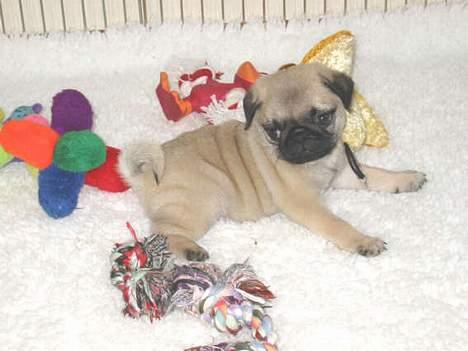 Mops Harry - Harry da han var lille hvalp :-) billede 10