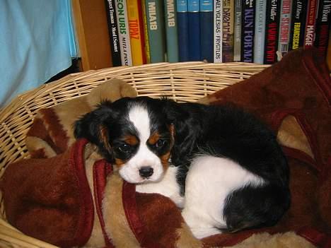 Cavalier king charles spaniel Thyholm´s Diamond Daisy billede 7