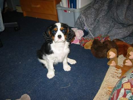 Cavalier king charles spaniel Thyholm´s Diamond Daisy billede 10