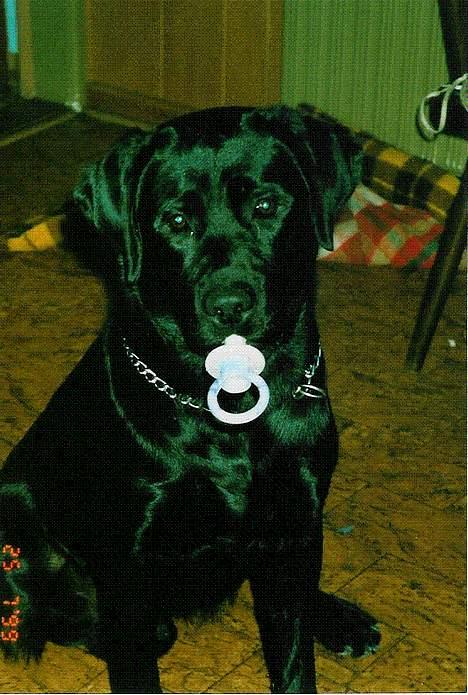 Labrador retriever Funny tims Heros død - Det er godt med en sut billede 1