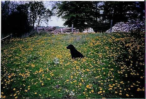 Labrador retriever Funny tims Heros død - Sit  billede 2