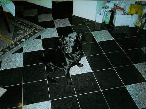 Labrador retriever Funny tims Heros død - Det nye køkkengulv billede 3