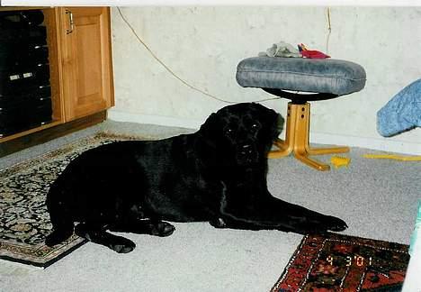 Labrador retriever Funny tims Heros død - Her er vi i stuen han er lidt ung på dette billede billede 4