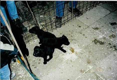 Labrador retriever Funny tims Heros død - Det er så de hvalpe Heros er far til billede 5