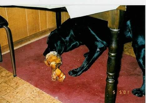 Labrador retriever Funny tims Heros død - Det gamle køkken med Heros som har fået et kødben billede 6
