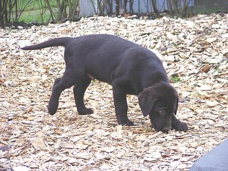 Labrador retriever Hannibal - Jeg er meget nysgerrig, er her mon noget jeg kan spise ?????? billede 1