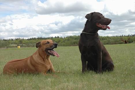 Labrador retriever Hannibal - Jeg er blevet ligeså stor som min storebror. billede 4