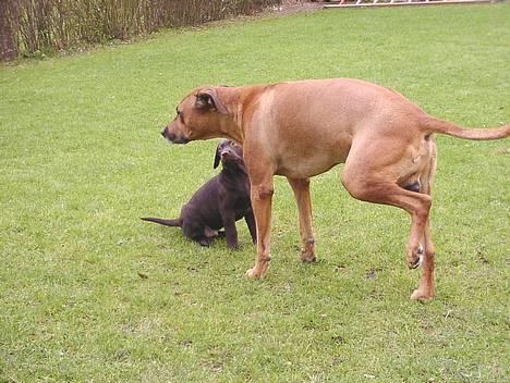 Labrador retriever Hannibal - Jeg ser op til dig, storebror. Er det sådan jeg skal gøre ???? billede 5