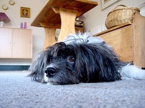 Chinese crested powder puff Milo billede 1