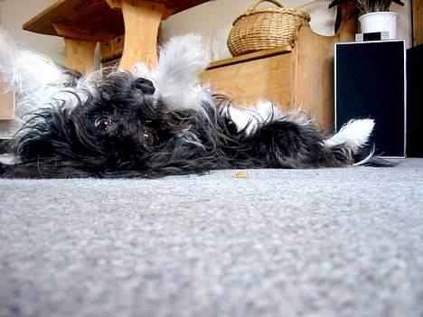 Chinese crested powder puff Milo billede 2